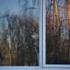Sammy at window